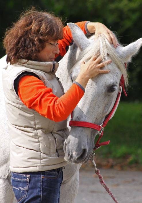 Kraniosakrale Therapie Pferd Stirnbein
